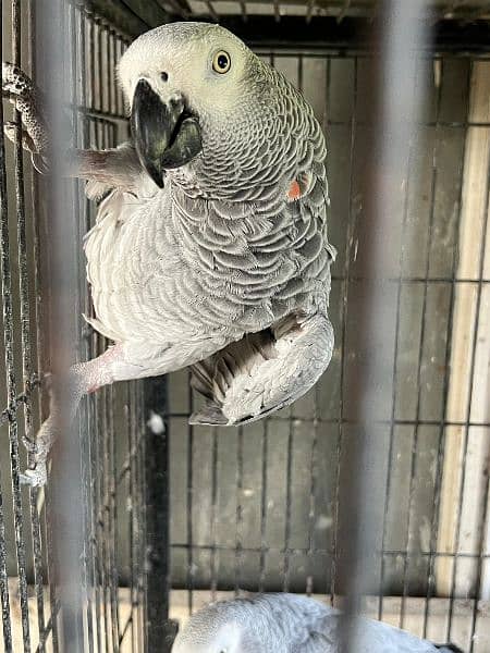 African grey pair 0