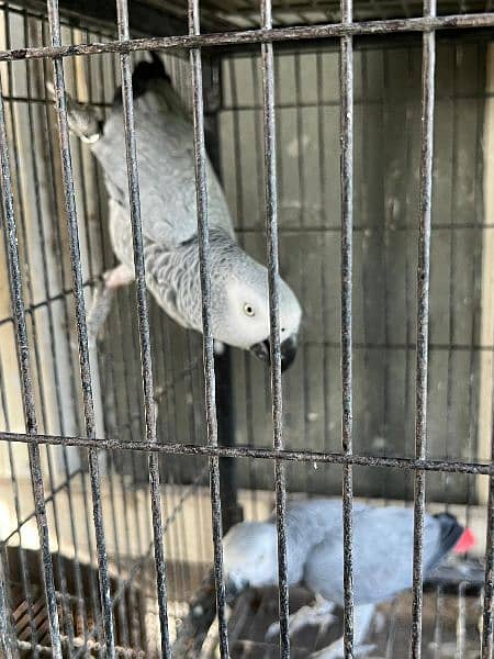 African grey pair 1