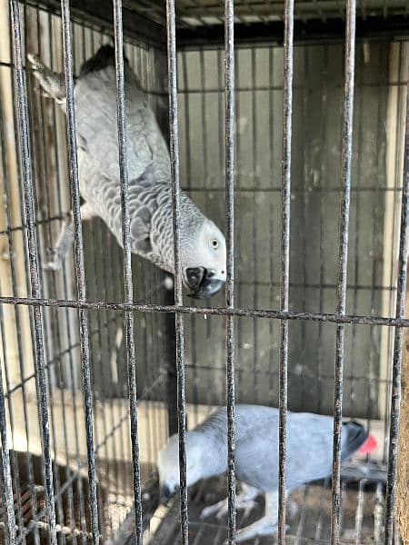 African grey pair 2