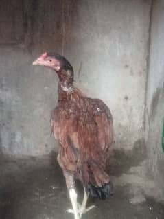 hen