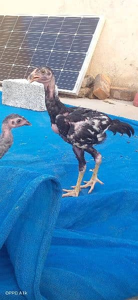 Aseel chicks (Urgent sale) 6