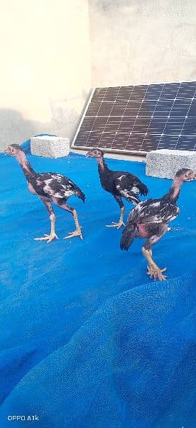 Aseel chicks (Urgent sale) 7