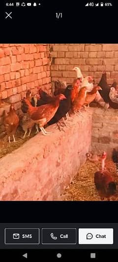 Golden misri desi patha pathia hens for sale