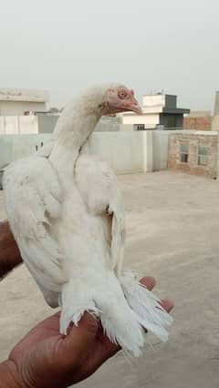 Heera Aseel Hen high quality Eggs laying 0