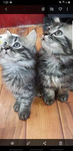2 cats babies