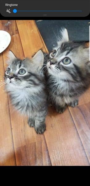2 cats babies 1