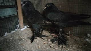 Black Pomerian. black gubara pigeon. budapest. doorbeen. magpie
