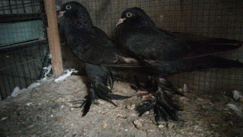 Black Pomerian. black gubara pigeon. budapest. doorbeen. magpie 0