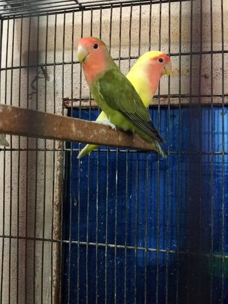 lovebird pair 0