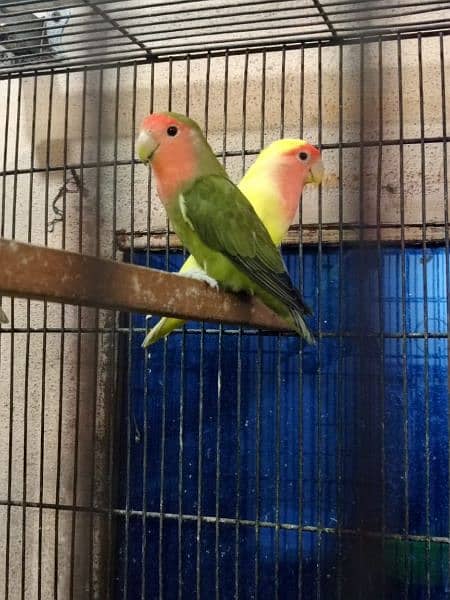 lovebird pair 2