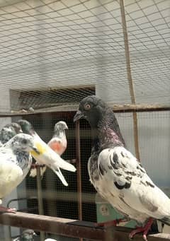 Home Breed Pigeons