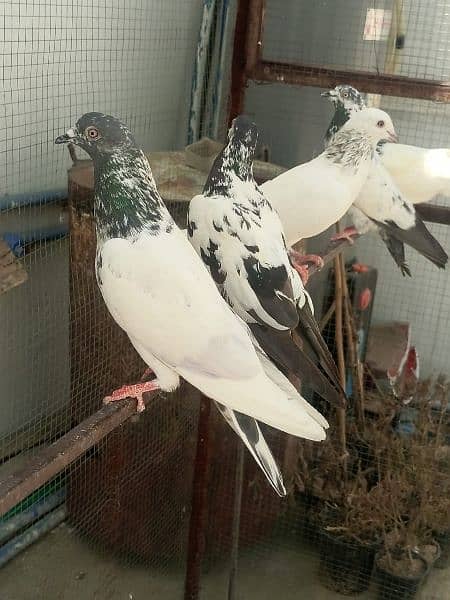 Home Breed Pigeons 2