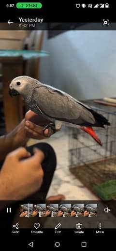 Grey Parrot Chicks / Hand tamed / Parrot / Grey Parot / Grey african