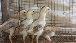 Heera cross Aseel chicks 03204143422