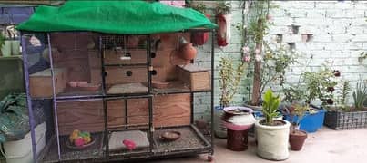 hens and parrots cage for sale