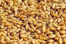 wheat (gandam) for sale at the Rate of Rs. 3400 per 1 mon (40 kg)
