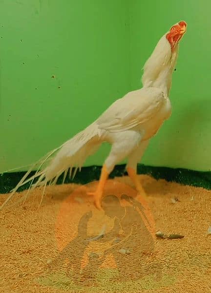 indian parrot beak long tail tamilnadu chiks available in lahore 4