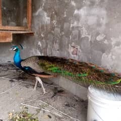 Indian Blue Peacock male (breeder) for sale . verry healthy and active