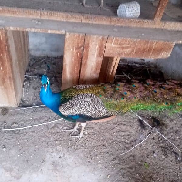 Indian Blue Peacock male (breeder) for sale . verry healthy and active 1