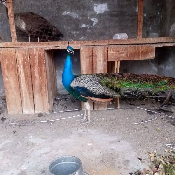 Indian Blue Peacock male (breeder) for sale . verry healthy and active 2