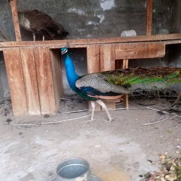 Indian Blue Peacock male (breeder) for sale . verry healthy and active 3