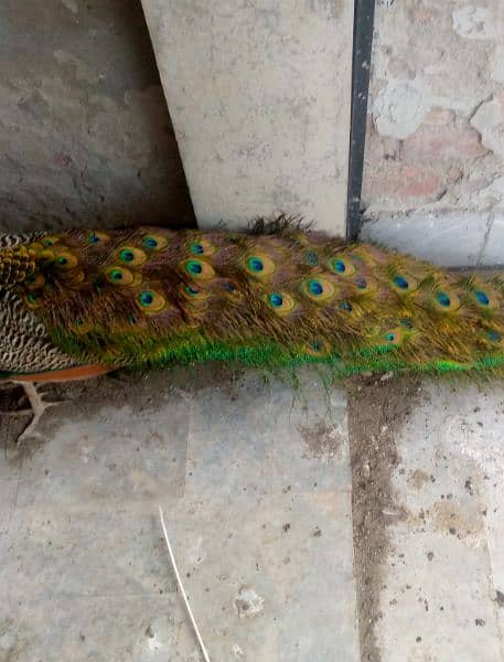 Indian Blue Peacock male (breeder) for sale . verry healthy and active 4