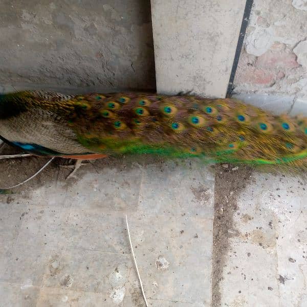 Indian Blue Peacock male (breeder) for sale . verry healthy and active 6