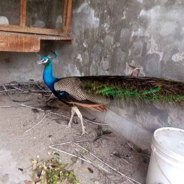 Indian Blue Peacock male (breeder) for sale . verry healthy and active 7