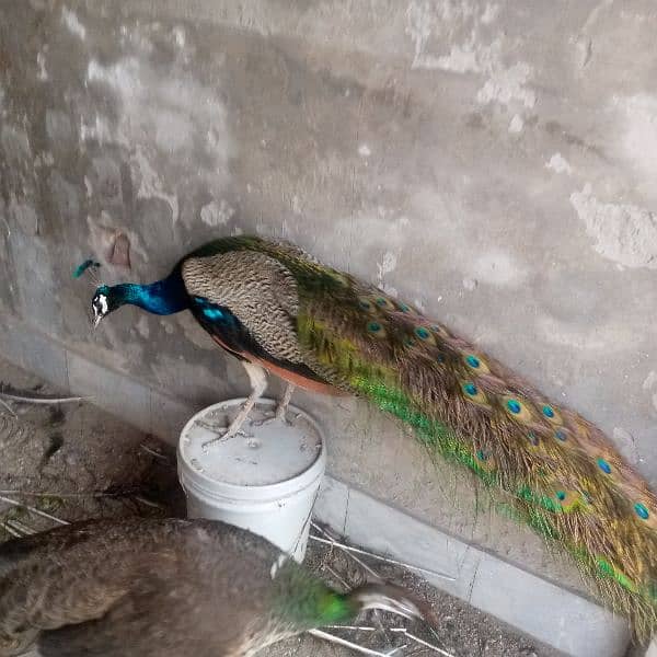 Indian Blue Peacock male (breeder) for sale . verry healthy and active 8