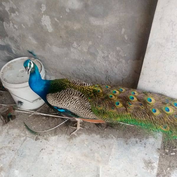 Indian Blue Peacock male (breeder) for sale . verry healthy and active 9