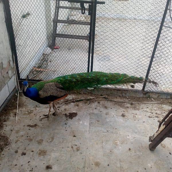 Indian Blue Peacock male (breeder) for sale . verry healthy and active 10