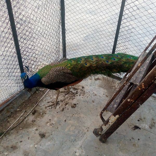 Indian Blue Peacock male (breeder) for sale . verry healthy and active 11