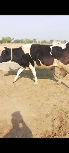 frison /cow/for sale