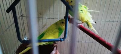 pair of Australian parrots with cage
