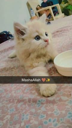 Male Persian Triple coat , 2 months old kitten