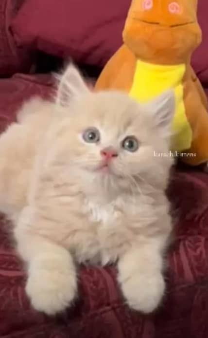 Male Persian Triple coat , 2 months old kitten 2