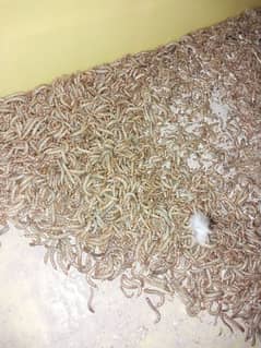 Fresh and healthy mealworms available for sale! 0