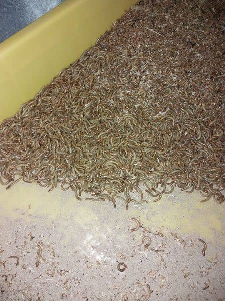Fresh and healthy mealworms available for sale! 2