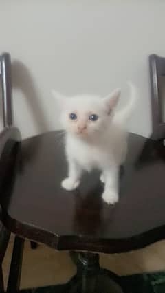 Beautiful Persian Cat for Sale - Lovely Companion Seeking New Home!" 0