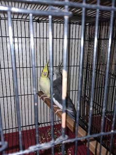 Greencheek conure and cocktail breeder pair