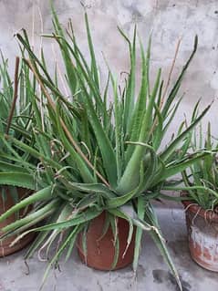 aloe