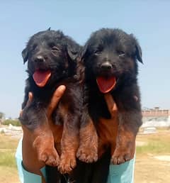 German Shepherd double coat pair 2 month for sale