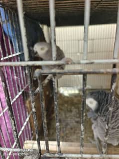 African grey parrots home breeding