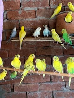 all beautiful budgies breader pair