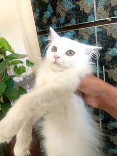 persian female kitten for sale 0