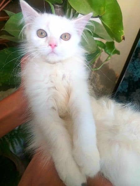 persian female kitten for sale 1