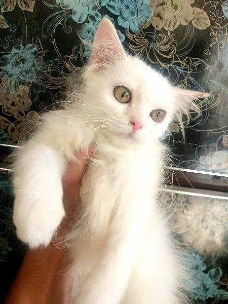 persian female kitten for sale 2