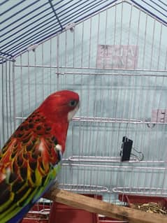 Rosella red