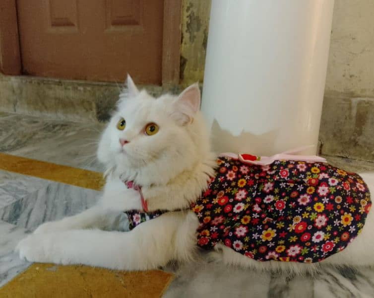 white pure Persian 0