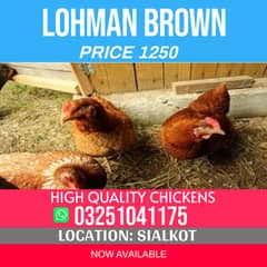 lohman brown hens  |  lohmann brown  | lohmann brown